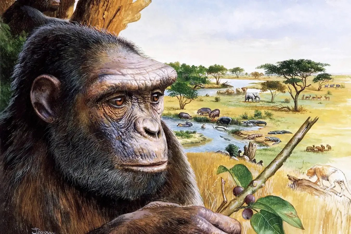 Did Humans Transform from Chimpanzees? True or False?
