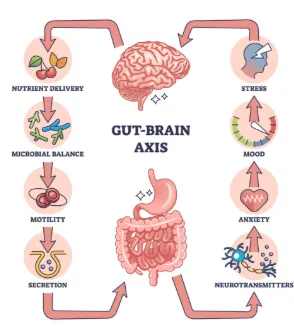 your-gut-is-your-second-brain-how-gut-health-shapes-your-mind-and-immunity