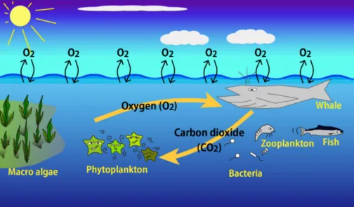 the-ocean-s-amazing-role-in-keeping-earth-livable