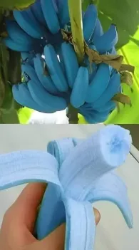 blue-java-banana-the-ice-cream-banana-that-tastes-like-vanilla
