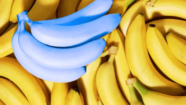 blue-java-banana-the-ice-cream-banana-that-tastes-like-vanilla
