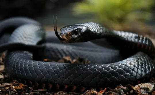 5 Deadliest Snakes in the World:Who Really Kills the Most Humans?  | ArticlePaid