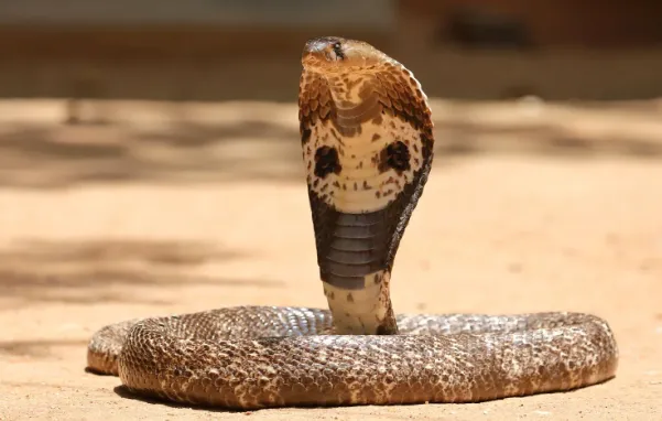 5-deadliest-snakes-in-the-world-who-really-kills-the-most-humans