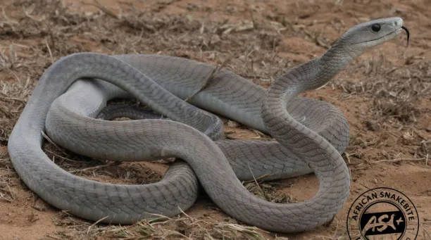 5-deadliest-snakes-in-the-world-who-really-kills-the-most-humans