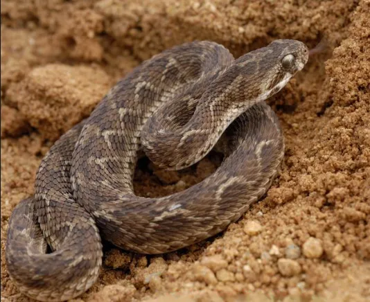 5-deadliest-snakes-in-the-world-who-really-kills-the-most-humans