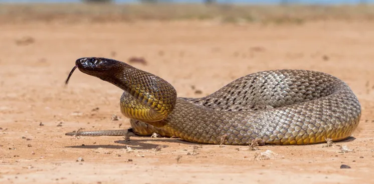 5-deadliest-snakes-in-the-world-who-really-kills-the-most-humans