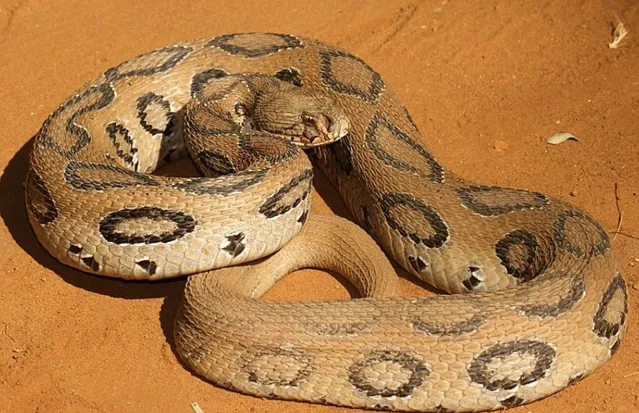 5-deadliest-snakes-in-the-world-who-really-kills-the-most-humans