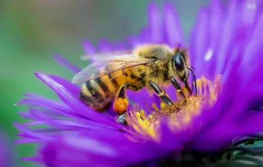 What Would Happen If Honey Bees Disappeared