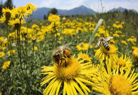 what-would-happen-if-honey-bees-disappeared