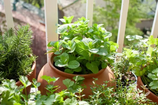 Micro Gardening In High Rises Growing Green Spaces In Small Places