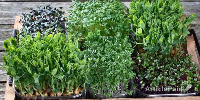 micro-gardening-in-high-rises-growing-green-spaces-in-small-places