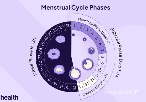 The Four Phases Of The Menstrual Cycle A Guide To Hormones Treatments And Dai