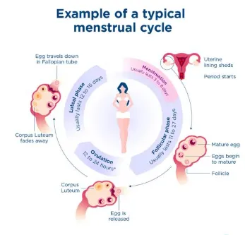 the-four-phases-of-the-menstrual-cycle-a-guide-to-hormones-treatments-and-dai