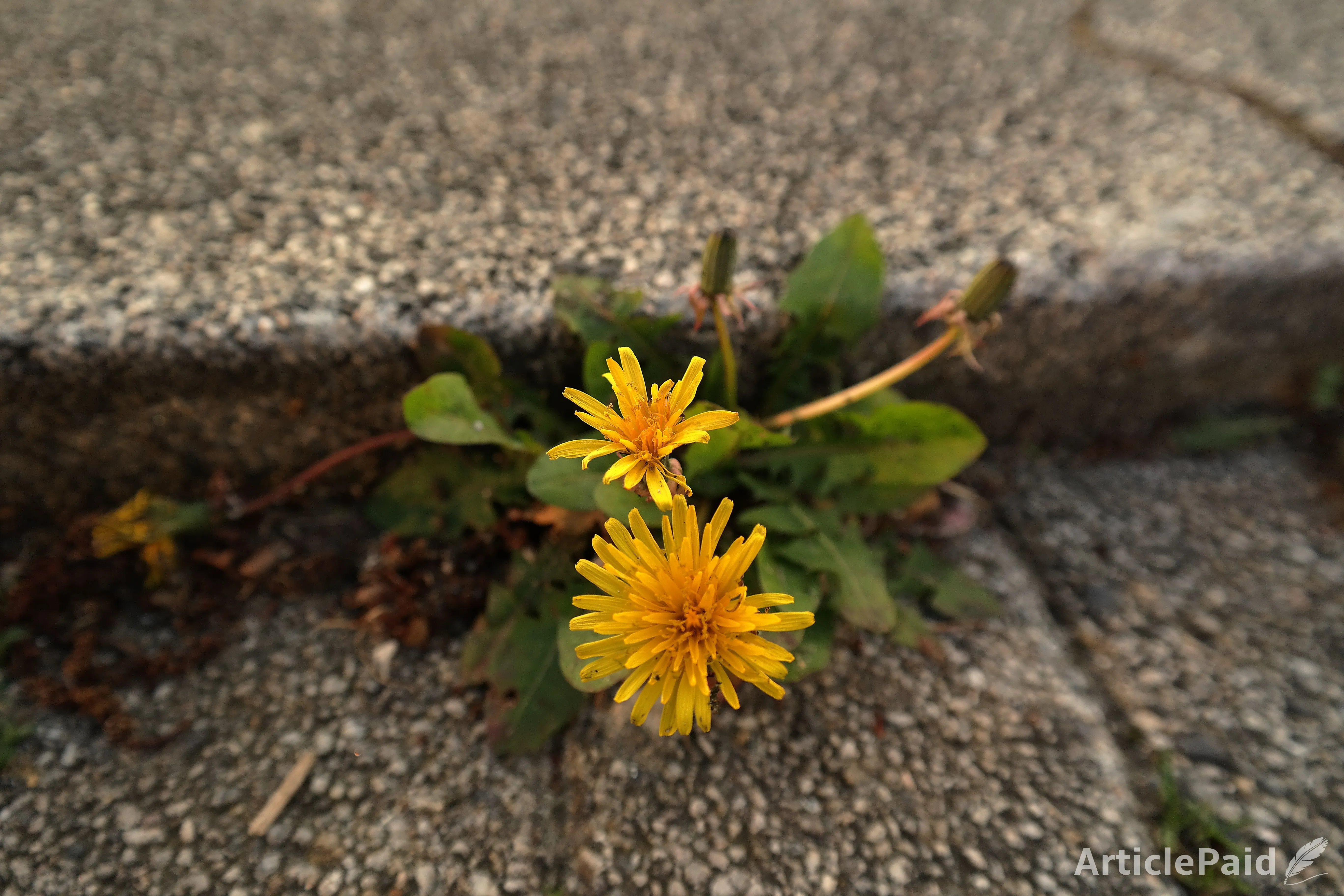 10-phrases-to-help-you-grow-into-a-better-version-of-yourself