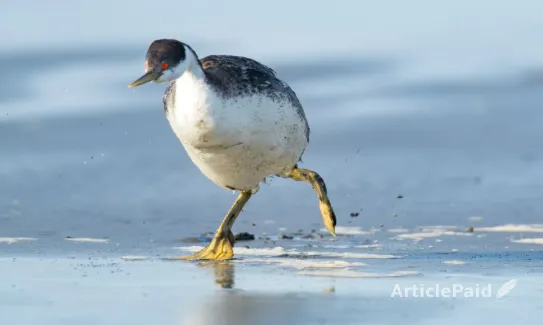 walking-on-water-how-nature-s-aquatic-avians-defy-physics