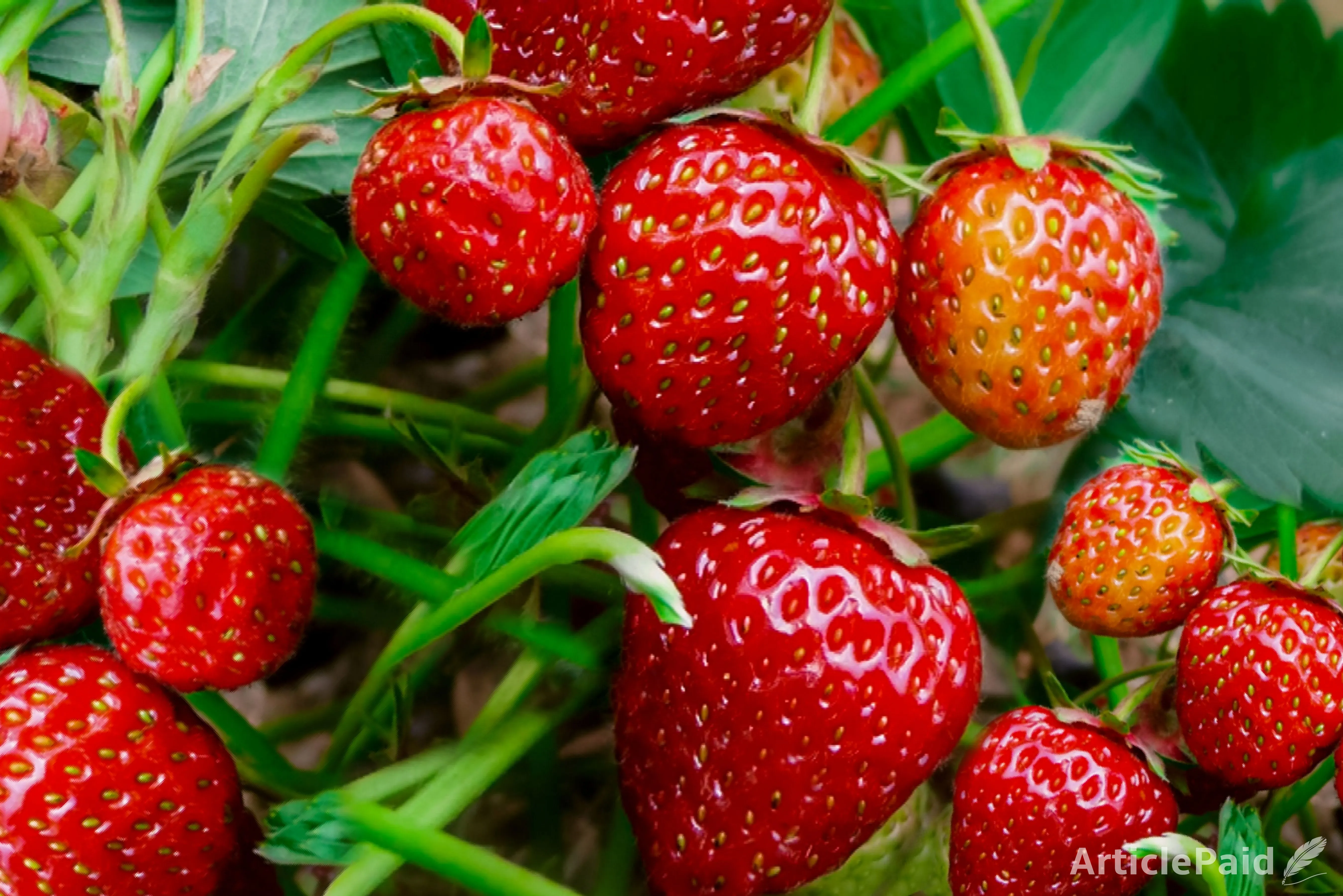 10-antioxidate-rich-foods-everyone-should-know-about-for-better-health