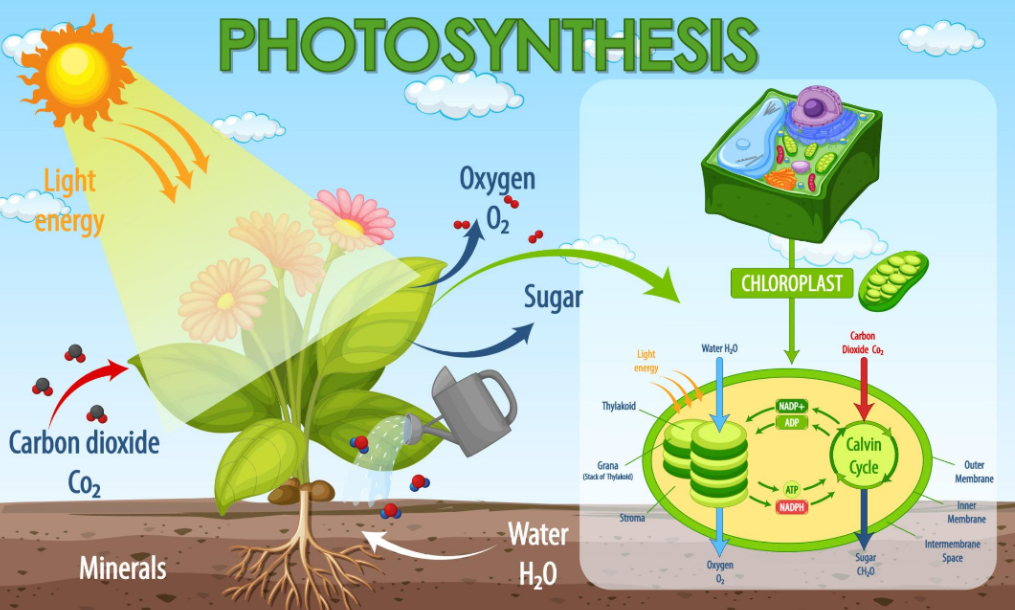 Why do plants need sunlight to grow?...