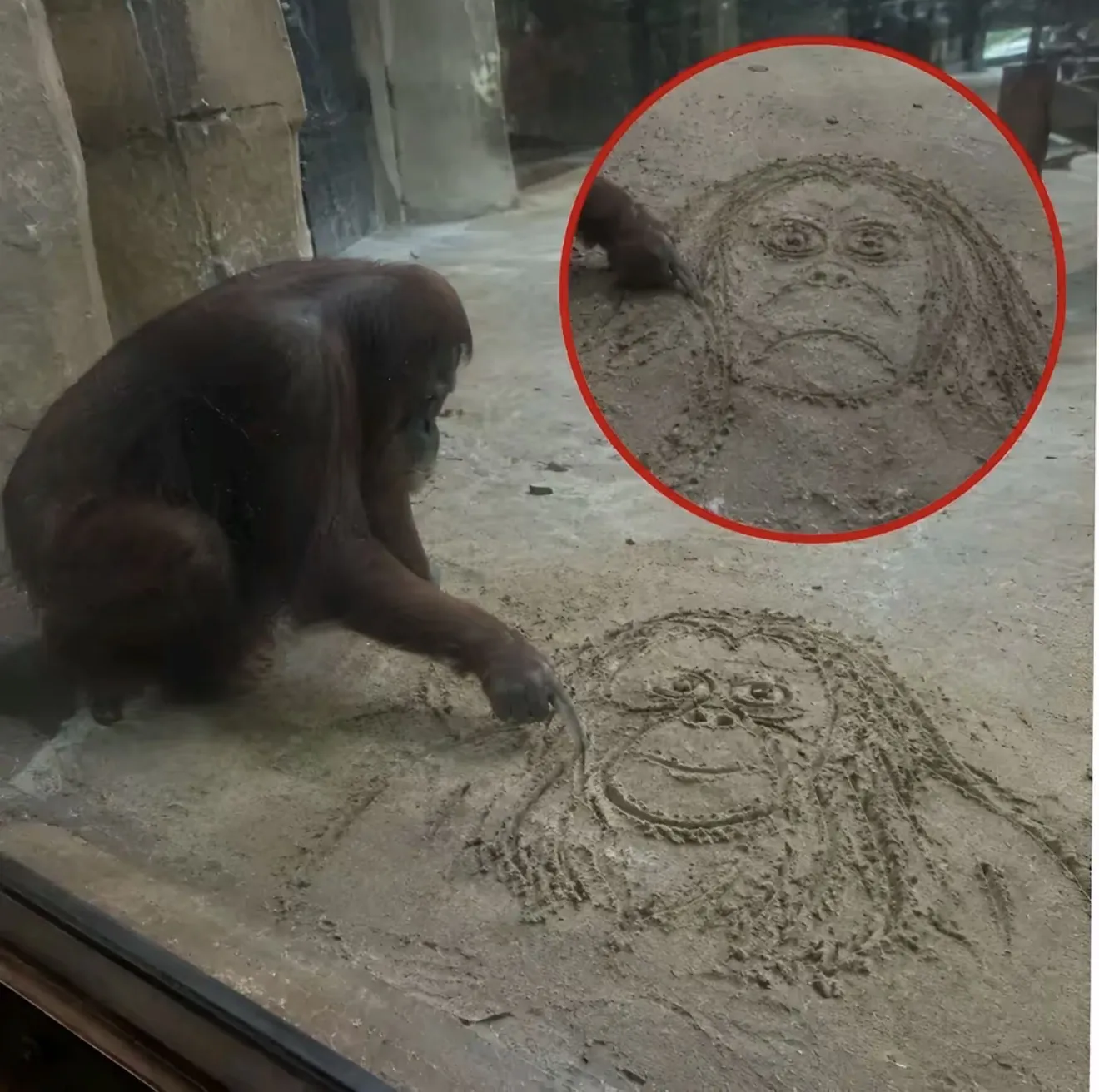 For months, a zoo’s beloved #orangutan delighted visitors by...