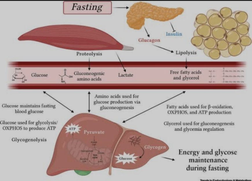 Unlocking the power of intermittent fasting: How it  boosts weight lose and Metabolism