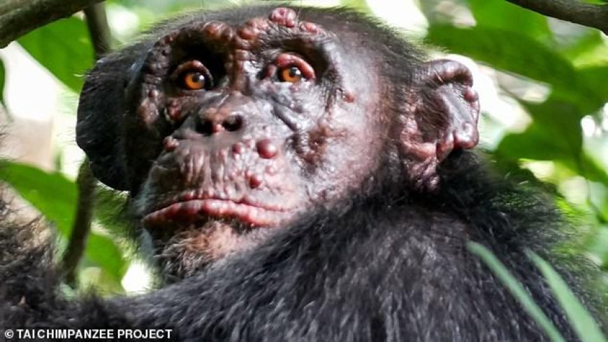 Can Monkeys and Chimpanzees Transmit Diseases to Humans Through Blood?