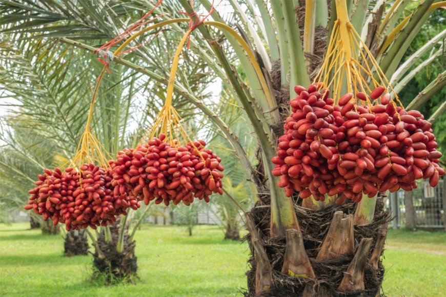 "Dates: A Superfood for Energy, Health, and Wellness"