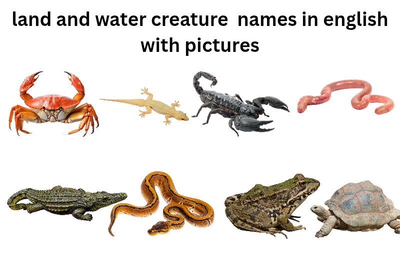 Land and water creatures names in english with pictures