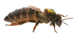 Long Live the Queen: Inside the World of the Queen Bee