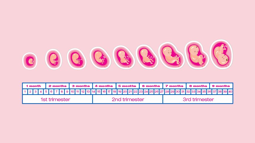 Pregnancy Week-by-Week: Your Essential Guide to Birth