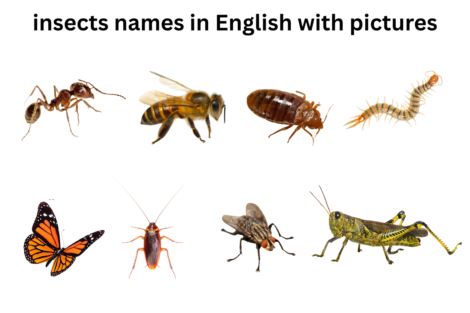 List of common insects names in English with pictures