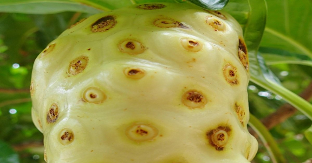 Noni: The Tropical Fruit for Health and Wellness Boost