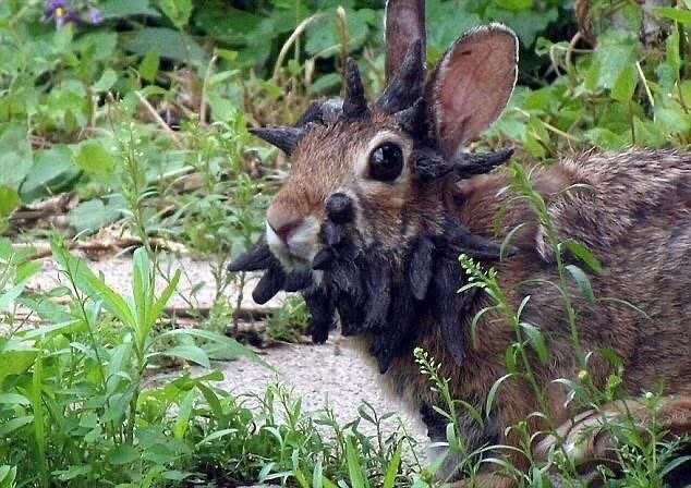 What should people know about rabbits in Colorado?...