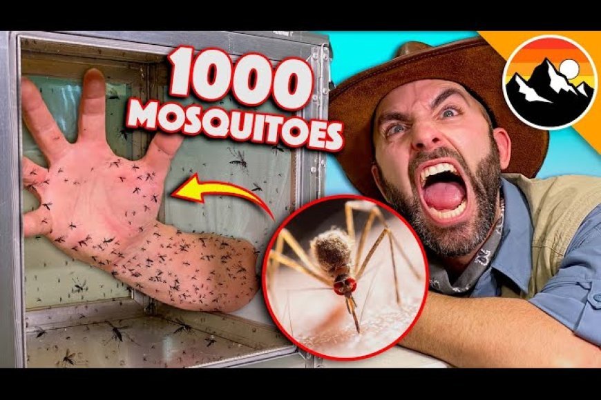 Mosquito Attacks in the season of Summer.