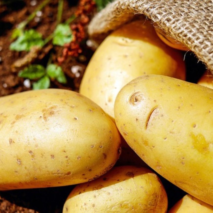 Lose weight through candy potatoes