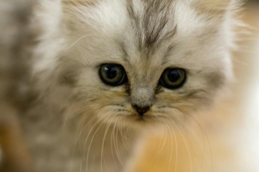 Playful Kitten Chasing a Ball of Yarn