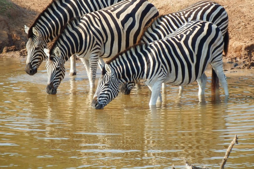 "The Science of Spots: How Evolution and Environment"