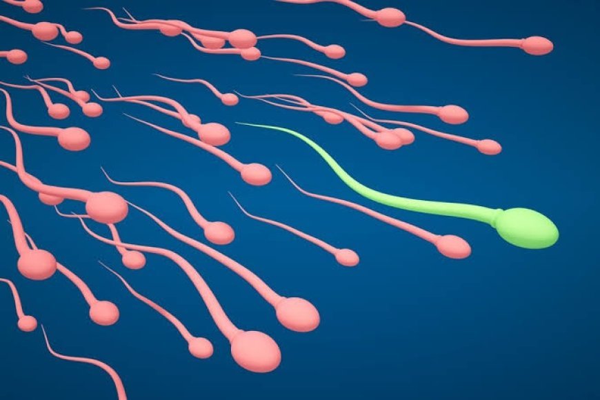 How Boost Male sperm count and manage reproductive health.