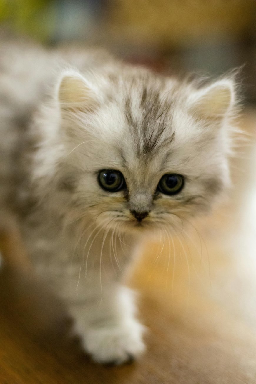 Playful Kitten Chasing a Ball of Yarn