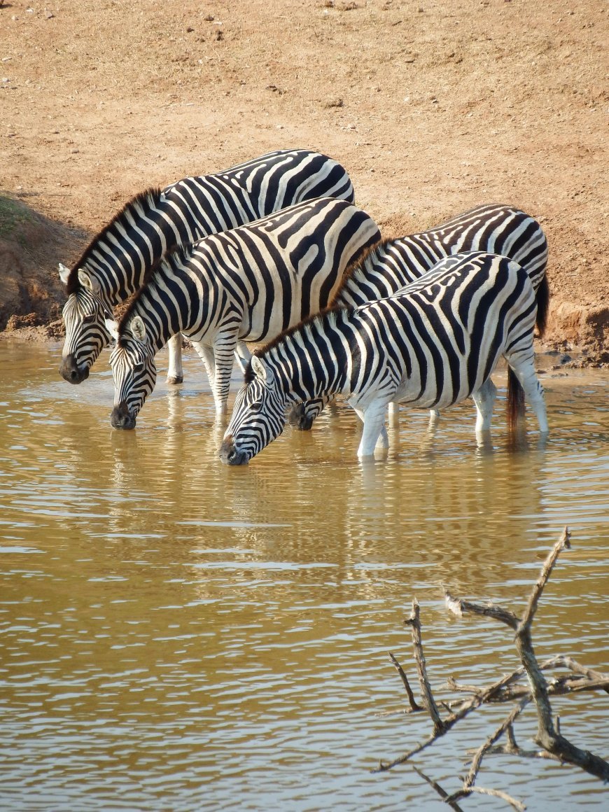 "The Science of Spots: How Evolution and Environment"