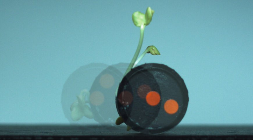 How  A robot made from radish sprouts and the rise of plants