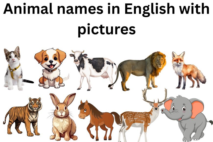 Animal names in English with pictures