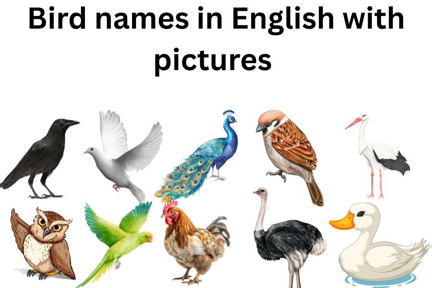 Bird names in English with pictures