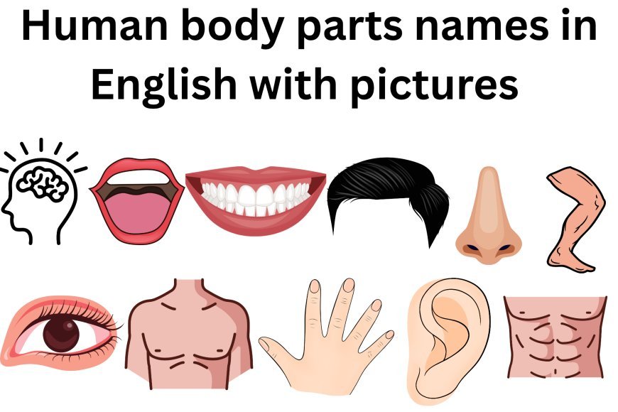 Human body parts names in English with pictures
