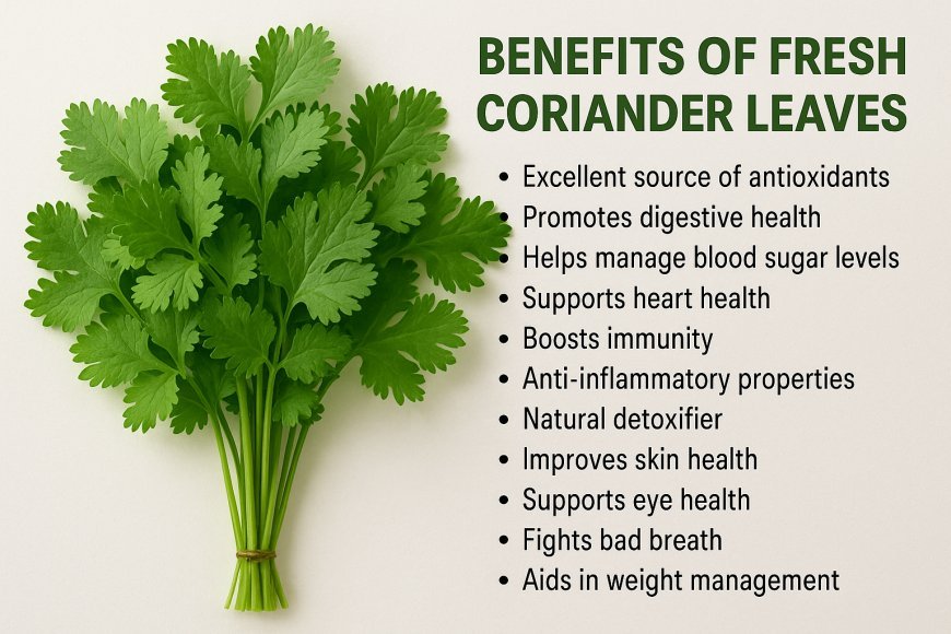 Top Health Benefits of Fresh Coriander Leaves.Dhania,