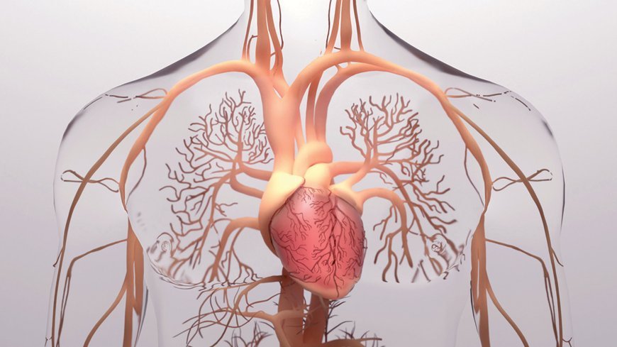 How Stress Affects Your Heart: What You Need to Know