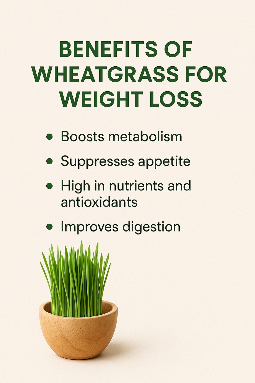 Best Ideas to Have Wheatgrass to Lose Weight.