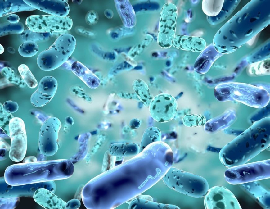 The Ultimate Guide to Probiotics